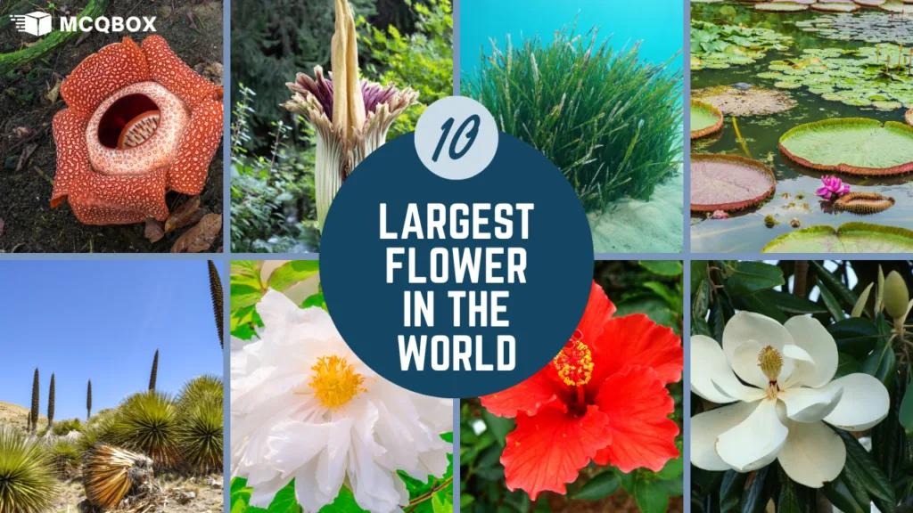 Largest Flower in the World